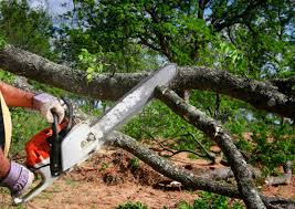 How Our Tree Care Process Works  in  Boonsboro, MD