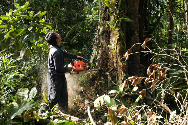 Trusted Boonsboro, MD Tree Care Services Experts